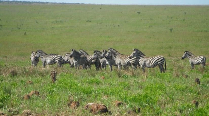 Upemba National Park, Haut-Lomami & Lualaba Provinces, DR Congo